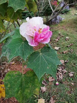 木芙蓉