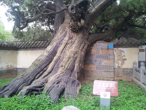 登封嵩陽書院古樹
