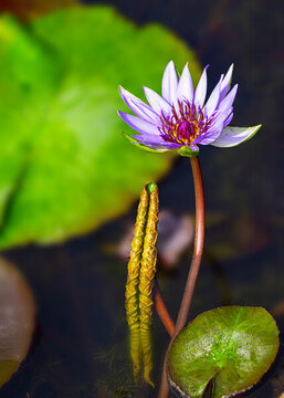 蓮花