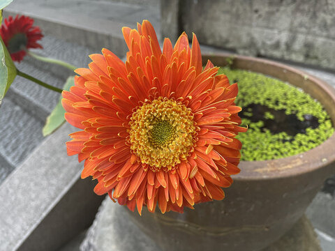 非洲菊