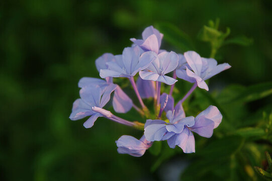 藍(lán)花丹