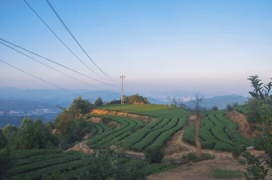 生態(tài)茶園暮色