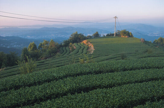 高山烏龍茶園