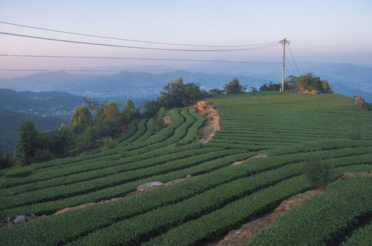 茶田茶山傍晚風(fēng)光