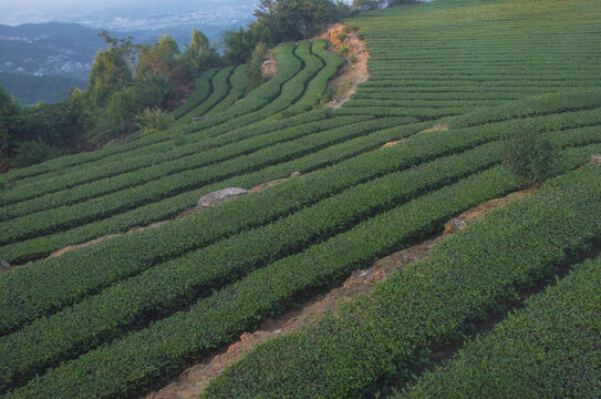烏龍茶茶田