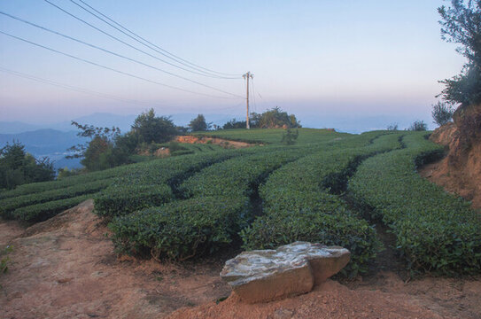 生態(tài)有機(jī)茶茶田