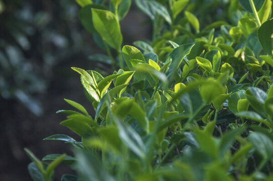 茶樹綠葉