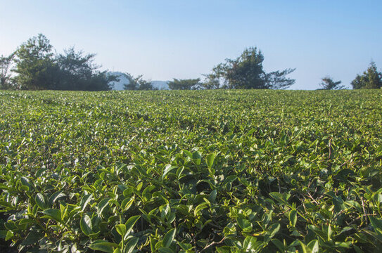 茶園茶樹綠叢