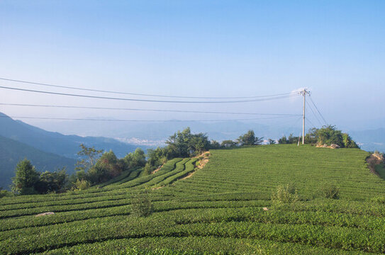 有機(jī)茶園