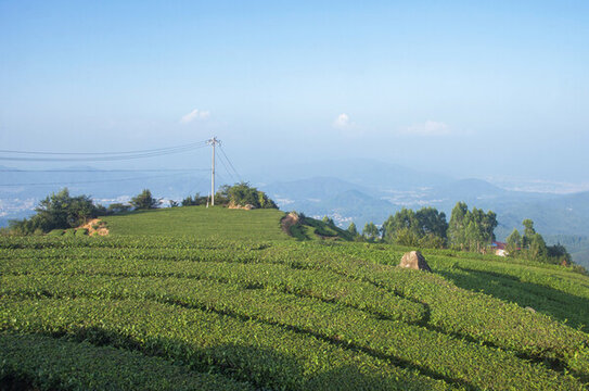 泉州茶園高山茶烏龍茶