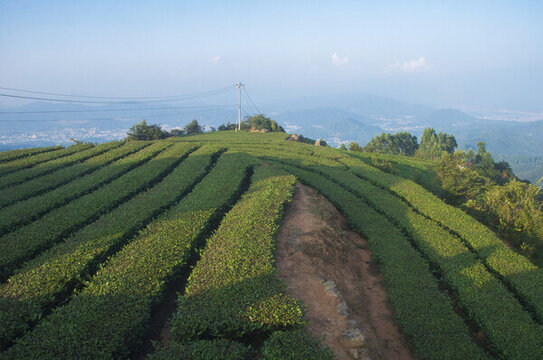 茶園秋色