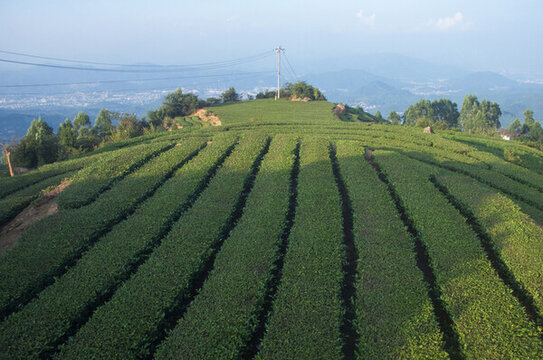 閩南高山茶茶田