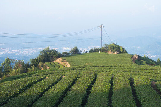 茶園茶樹風(fēng)景