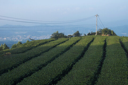 福建茶葉種植