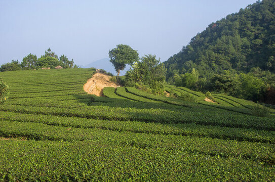 泉州高山茶園自然風(fēng)光