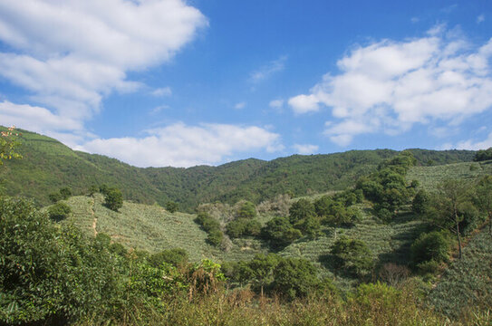 丘陵山地叢林風景