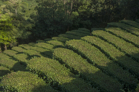 茶園茶葉基地