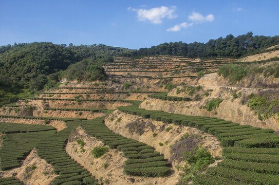 烏龍茶茶園