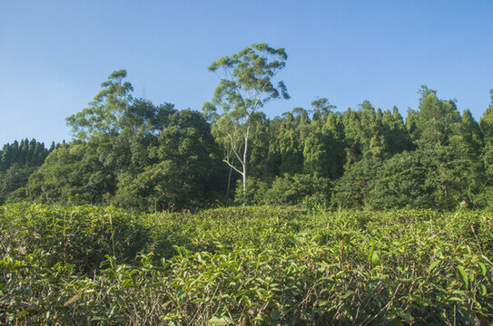 茶園森林