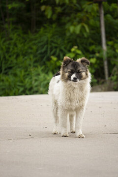中華田園犬