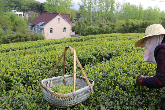 采茶茶葉采茶的工作人員莫干山
