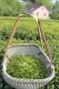 采茶茶葉采茶的工作人員莫干山