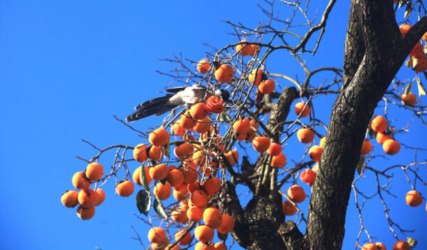 紅柿