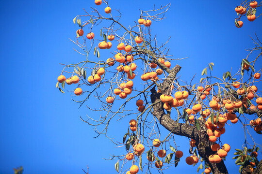 紅柿