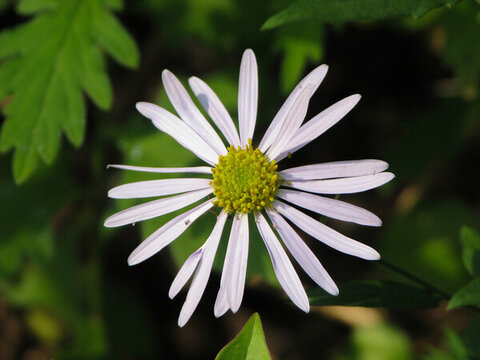 野生馬蘭的開(kāi)花期