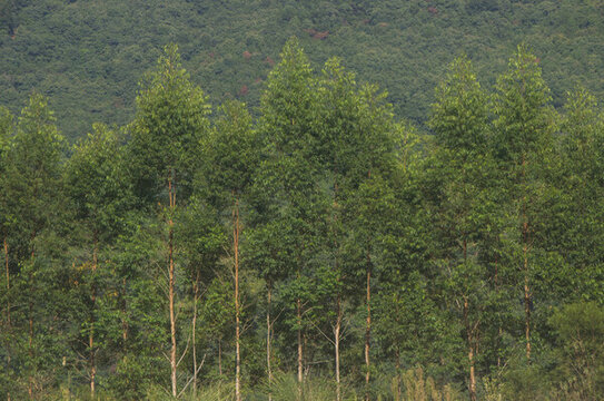 桉樹密林