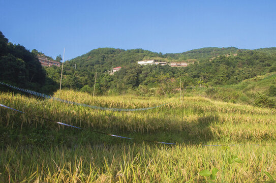 觀山村稻田風(fēng)光