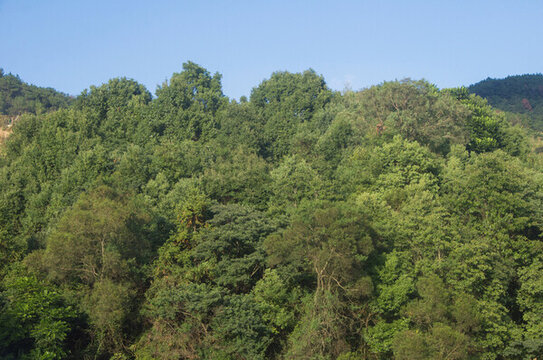 青山密林森林