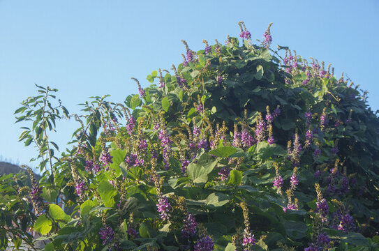 葛藤花紫色花叢