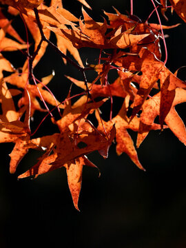 紅楓