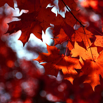 紅葉
