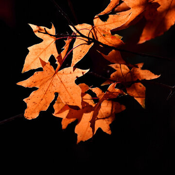 紅葉