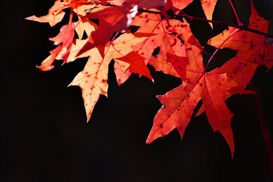 紅色楓葉