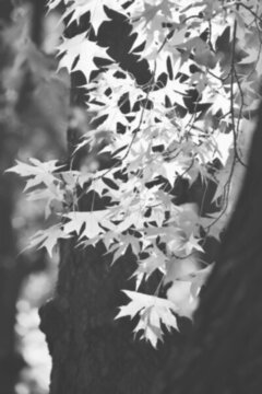 楓葉黑白圖