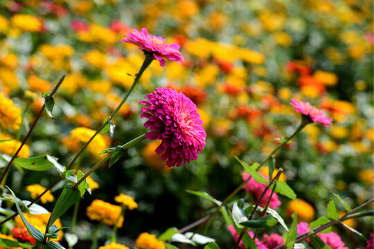 浙江金華漁歌小鎮(zhèn)菊花怒放