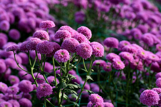 浙江金華漁歌小鎮(zhèn)菊花怒放