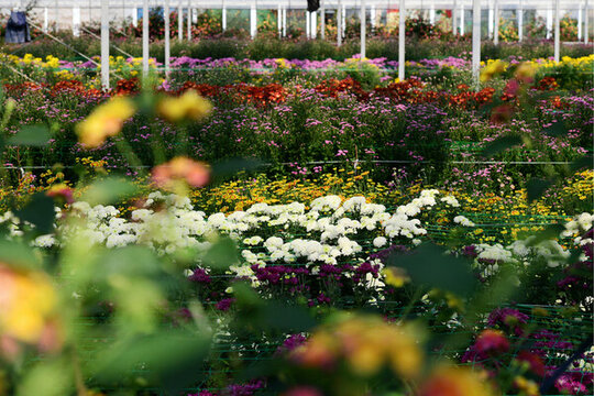 浙江金華漁歌小鎮(zhèn)菊花怒放