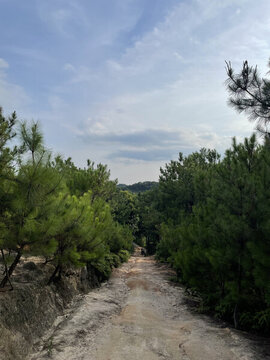 松林中的小路
