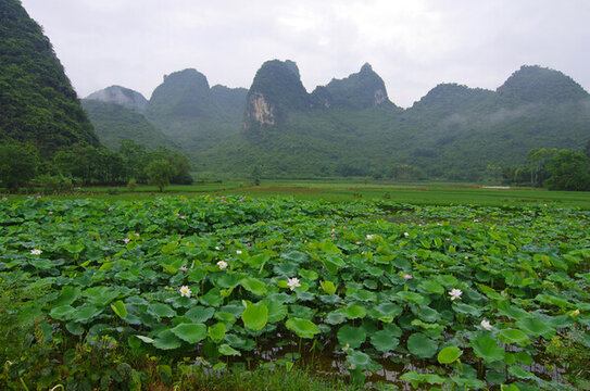 鄉(xiāng)村農業(yè)荷塘青山綠色風景