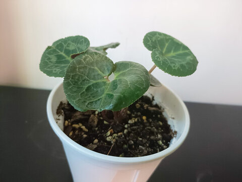 綠植植物室內仙客來