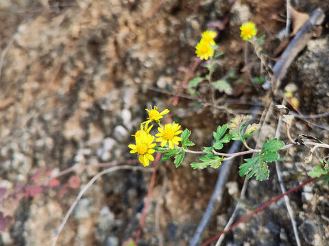 野菊花