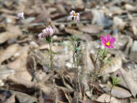 格桑花