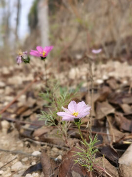 格桑花