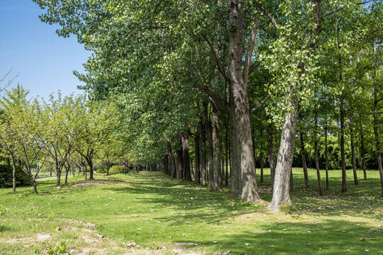 公園樹(shù)林