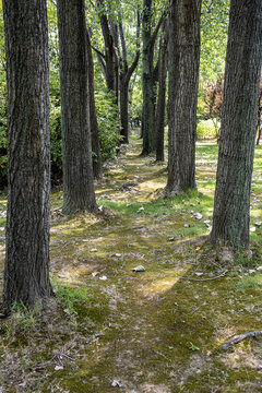 公園樹(shù)林中的小路