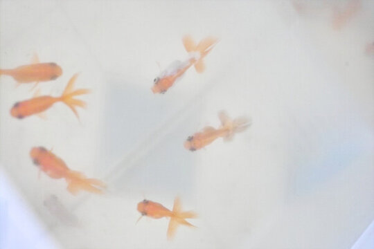 小金魚